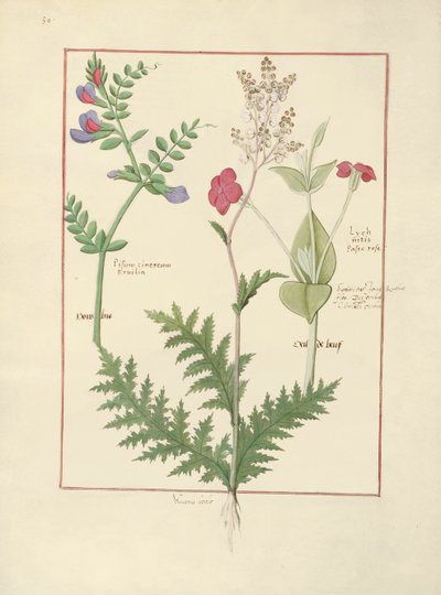Illustration from The Book of Simple Medicines by Mattheaus Platearius by Robinet Testard